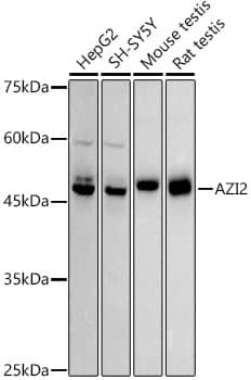 AZI2 Antibody (4Q9V9)