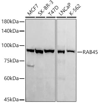 RASEF Antibody (7L8S8)