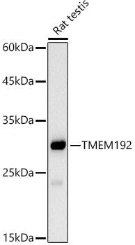 TMEM192 Antibody (9R8Z7)