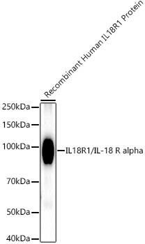 IL18R1 Antibody (1M2M4)