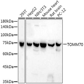 TOM70 Antibody (6H6F2)