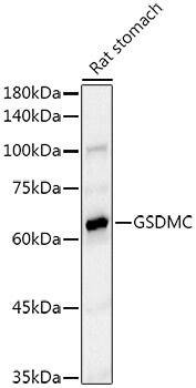 Gasdermin-C Antibody (1G8H5)