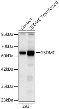 Gasdermin-C Antibody (1G8H5)