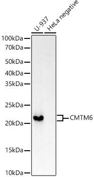 CMTM6 Antibody (6K8M9)