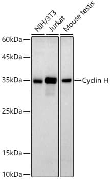 Cyclin H Antibody (2Z8X3)