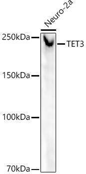 TET3 Antibody (6I7Y2)