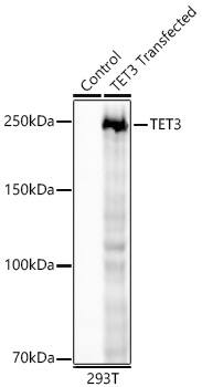 TET3 Antibody (6I7Y2)