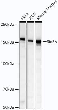 SIN3A Antibody (3W9A10)