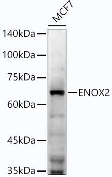 ENOX2 Antibody (5P7H2)