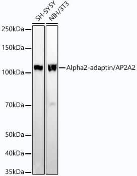 AP2A2 Antibody (6D5F5)