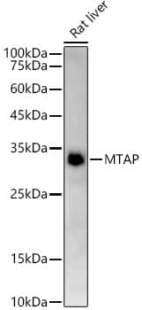 MTAP Antibody (5A6V10)