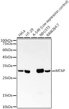 MTAP Antibody (5A6V10)