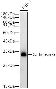 Cathepsin G Antibody (2S2U10)