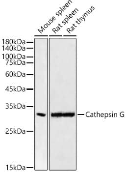 Cathepsin G Antibody (2S2U10)