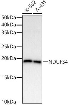 Ndufs4 Antibody (2J4W2)