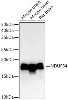 Ndufs4 Antibody (2J4W2)