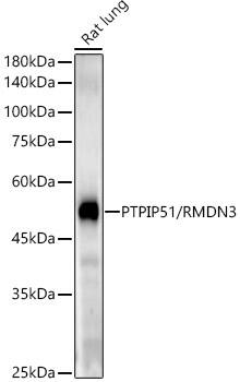 PTPIP51 Antibody (5H6A5)