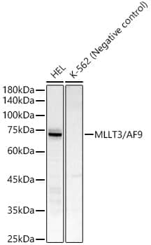 AF9 Antibody (1T4V6)