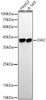 DAO Antibody (1G4U2)