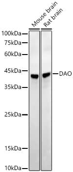 DAO Antibody (1G4U2)