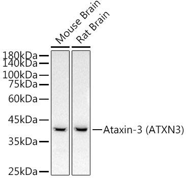 Ataxin-3 Antibody (7B2I1)