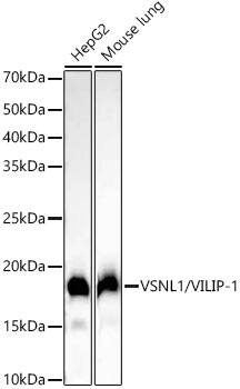 visinin-like 1 Antibody (0R1V3)