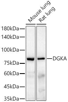 DGK-alpha Antibody (5T6O5)