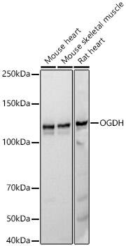 OGDH Antibody (4O7N7)