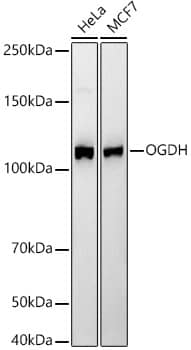 OGDH Antibody (4O7N7)