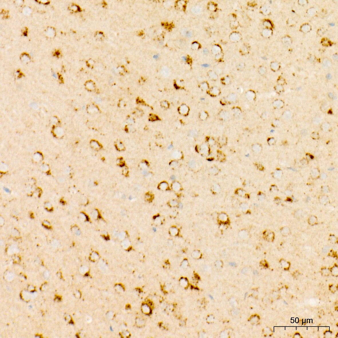 OGDH Antibody (4O7N7)