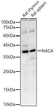 NACA1 Antibody (9S6U3)