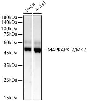 MAPKAPK2 Antibody (3S9N5)