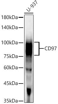CD97 Antibody (3E5L8)