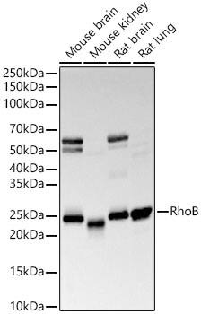 RhoB Antibody (3B10K10)