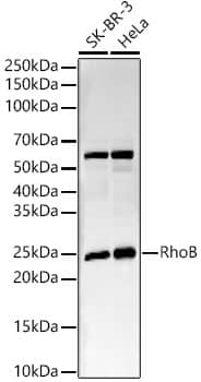 RhoB Antibody (3B10K10)