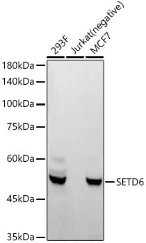 SETD6 Antibody (1Q1Z3)