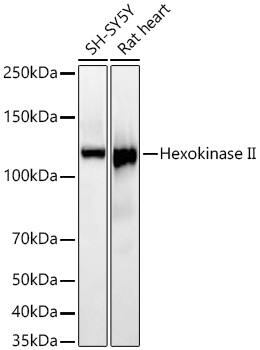 Hexokinase 2 Antibody (5Z8C3)