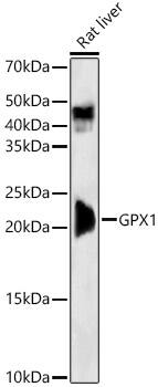 Glutathione Peroxidase 1/GPX1 Antibody (9E5H3)