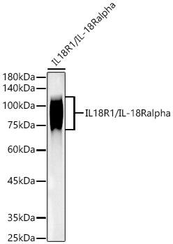 IL18R1 Antibody (3Q2D5)