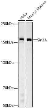 SIN3A Antibody (1Z7Y1)