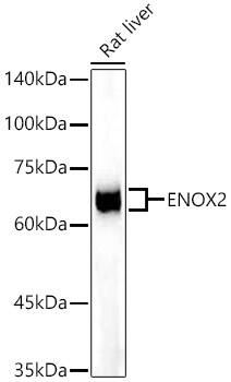 ENOX2 Antibody (4O4Q7)