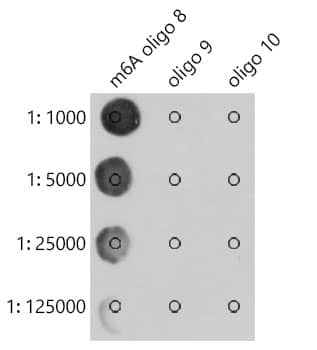 N6-methyladenosine (m6A) Antibody (7J1S3)