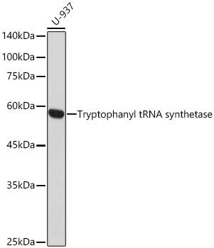 Tryptophanyl tRNA synthetase Antibody (1C6K8)
