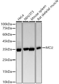 CCDC109A Antibody (5G2I5)