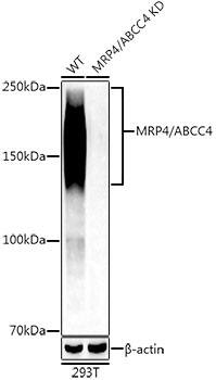 MRP4/ABCC4 Antibody (9W2S0)