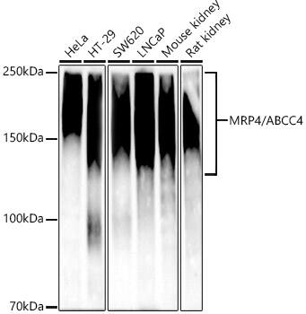 MRP4/ABCC4 Antibody (9W2S0)