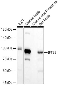 IFT88 Antibody (6P4S5)