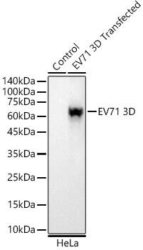 Enterovirus 71 3D Antibody (5D2D2)