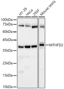 MTHFD2 Antibody (3C9Q8)