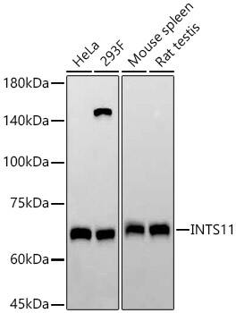 INTS11 Antibody (3E7S3)